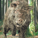 Illustration for article titled Korean Pig Monster Movie Chaw Goes Splatstick